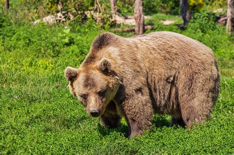 Mais de 10.000 imagens grátis de Urso Peludo e Urso